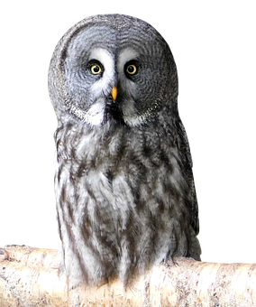 Great_ Grey_ Owl_ Perched PNG Image