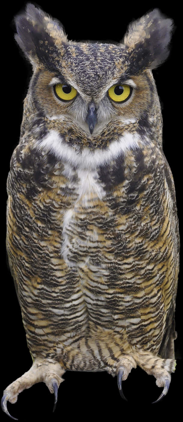 Great Horned Owl Portrait PNG Image