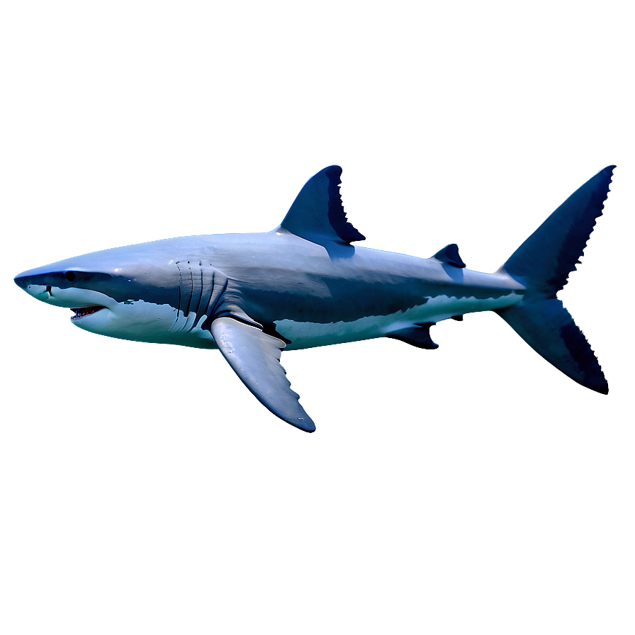 Great White Shark Ecology Png 06122024 PNG Image