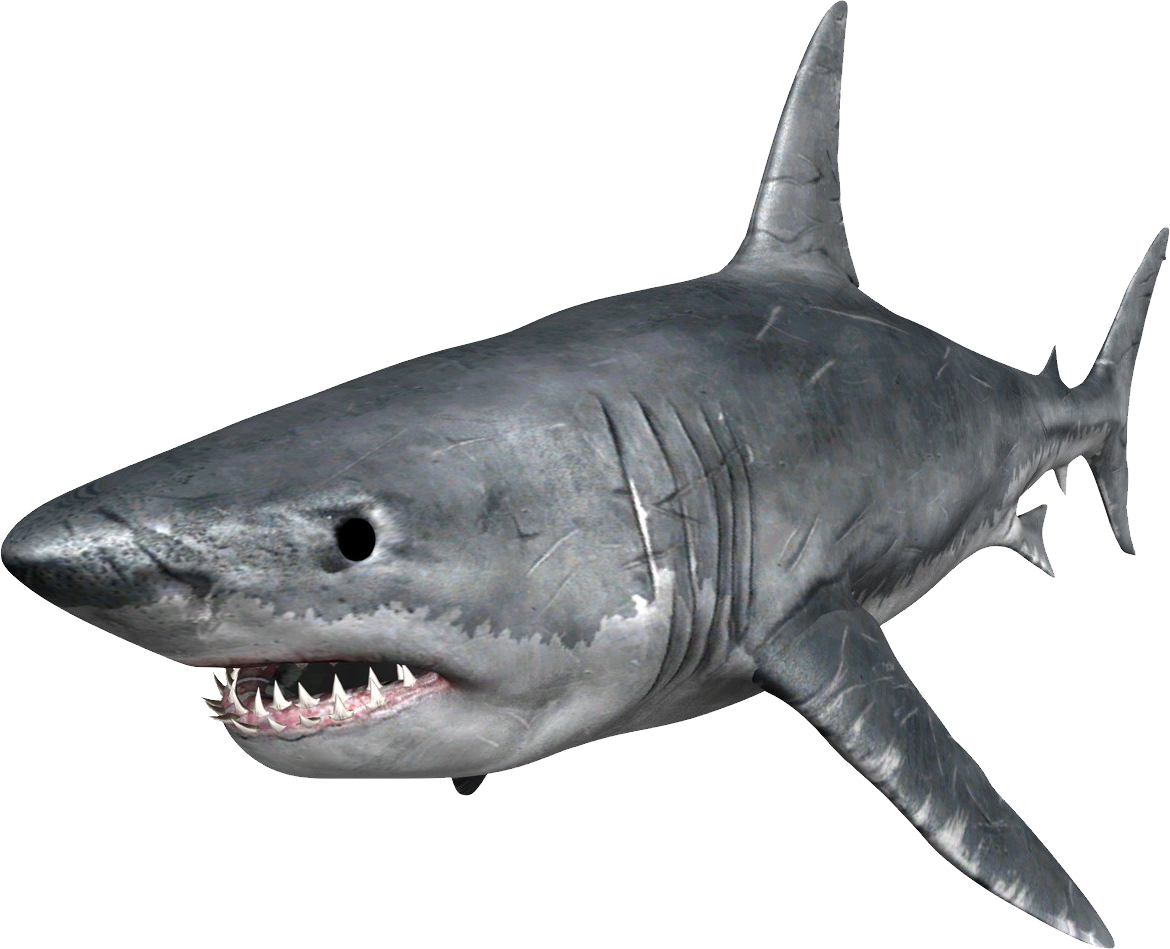 Great White Shark Portrait PNG Image