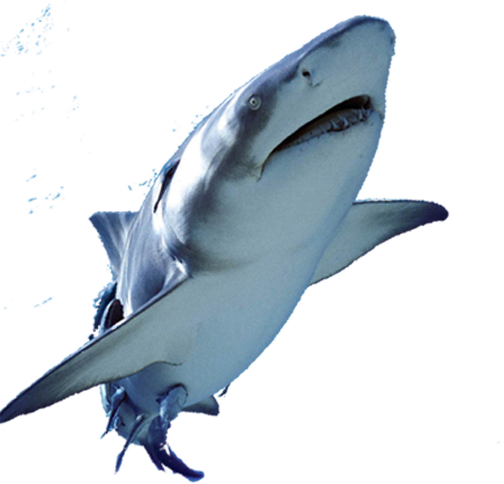 Great_ White_ Shark_ Swimming PNG Image