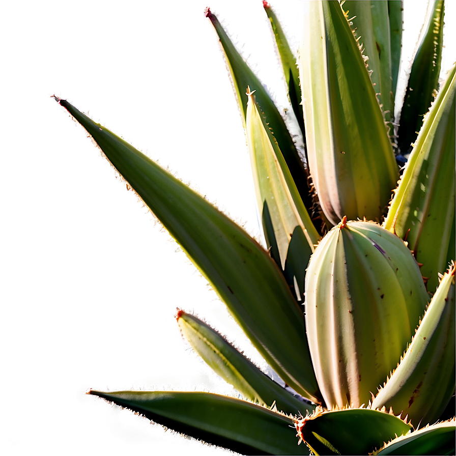 Green Agave Plant Png Oli64 PNG Image