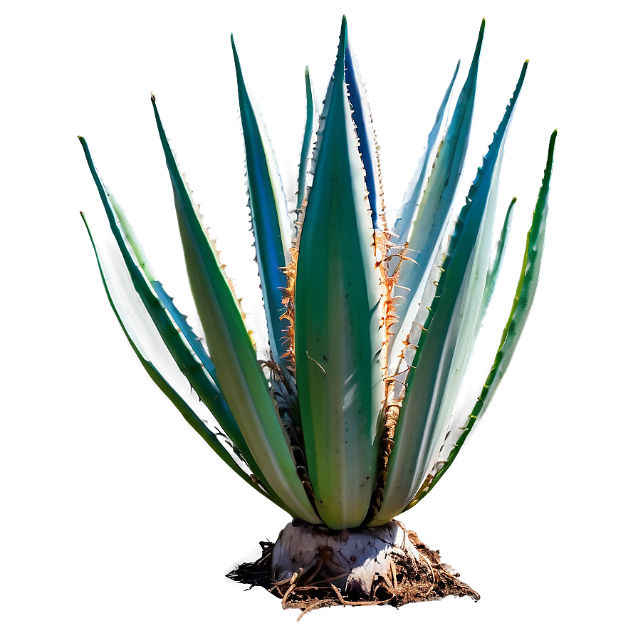 Green Agave Plant Png Xrp17 PNG Image