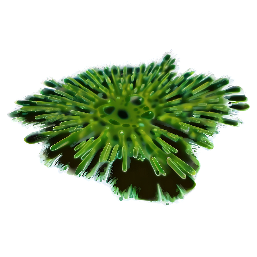 Green Algae Illustration Png 24 PNG Image