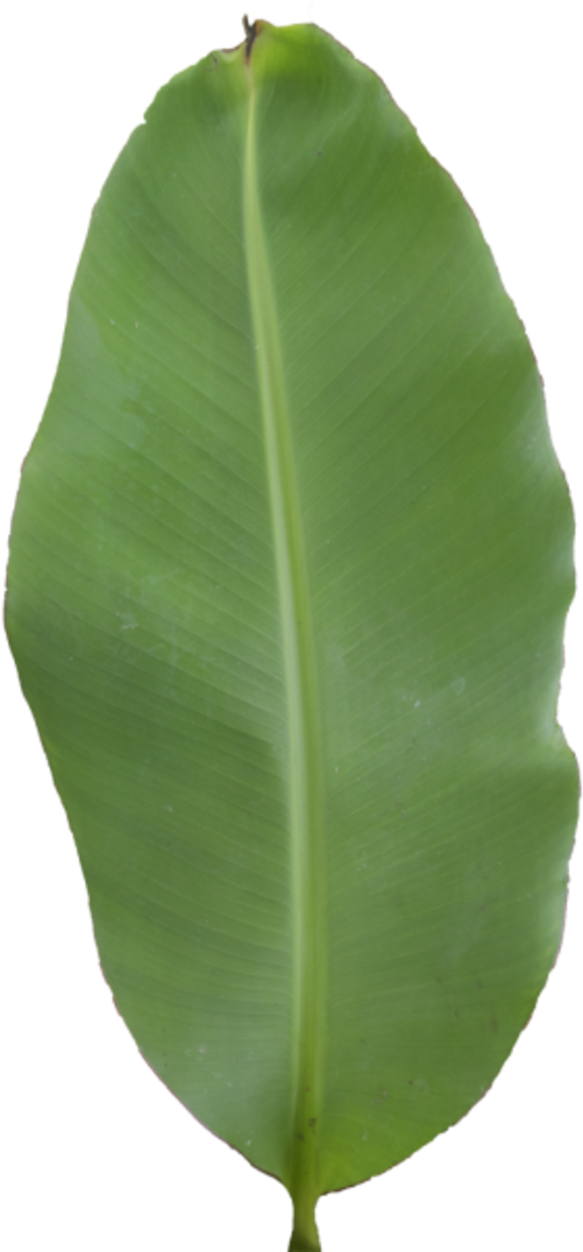 Green Banana Leaf Single PNG Image