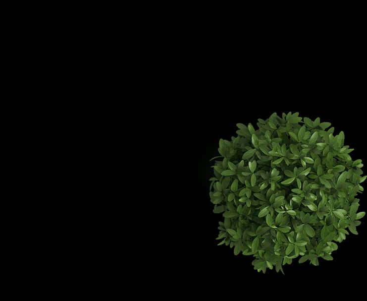 Green Basil Plant Black Background PNG Image