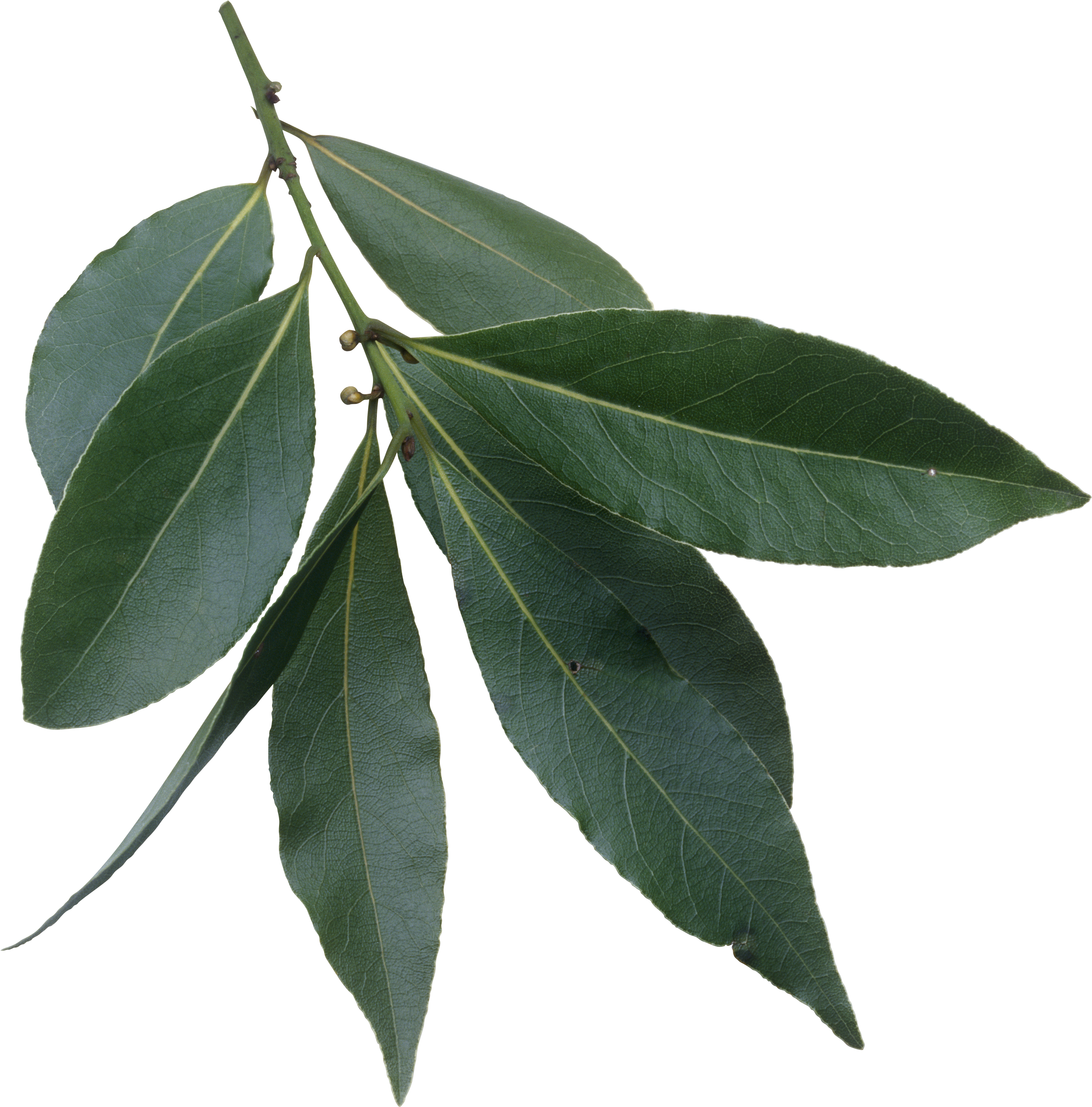 Green Bay Leaves Branch.png PNG Image