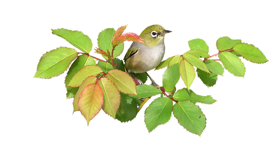 Green Birdon Branch PNG Image