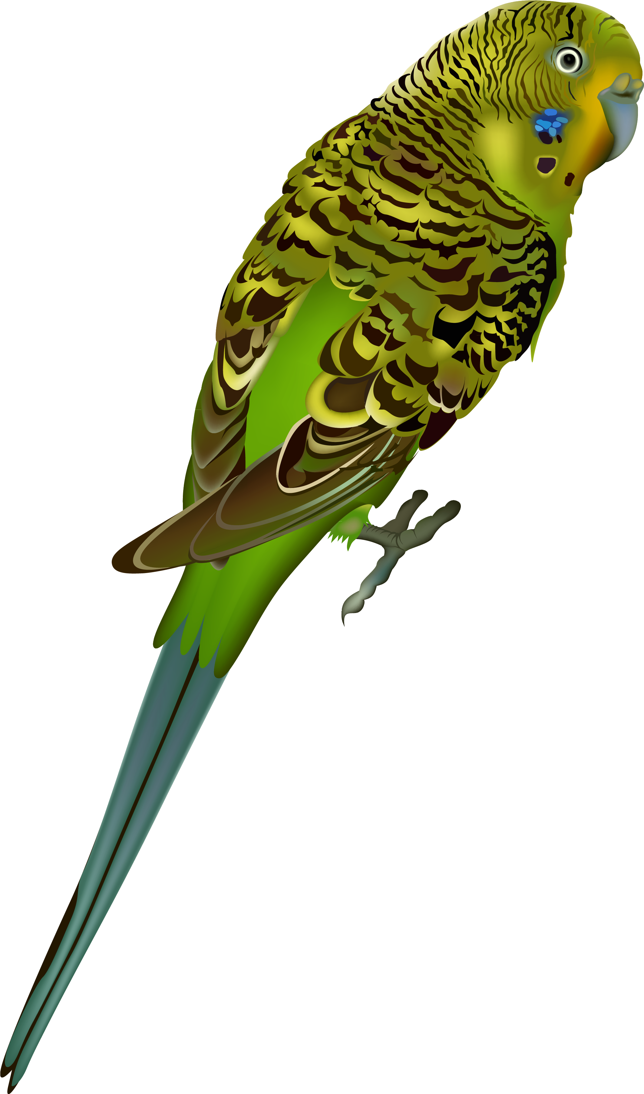 Green Budgerigar Perched PNG Image