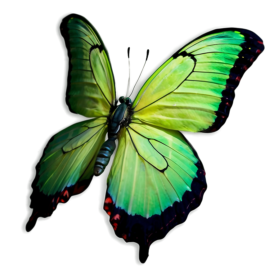 Green Butterfly On White Background Png Pmg PNG Image