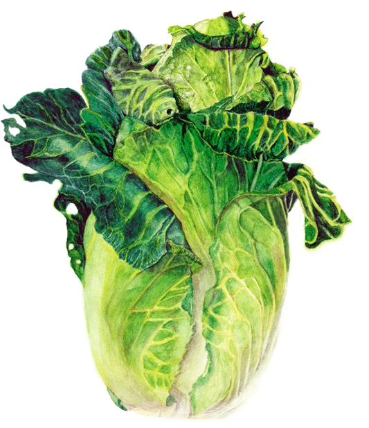 Green Cabbage Watercolor Illustration PNG Image