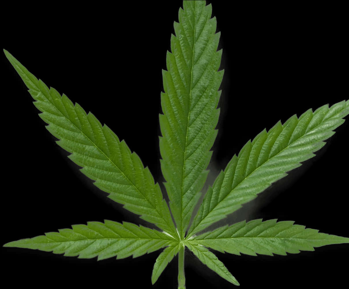 Green Cannabis Leaf Black Background PNG Image