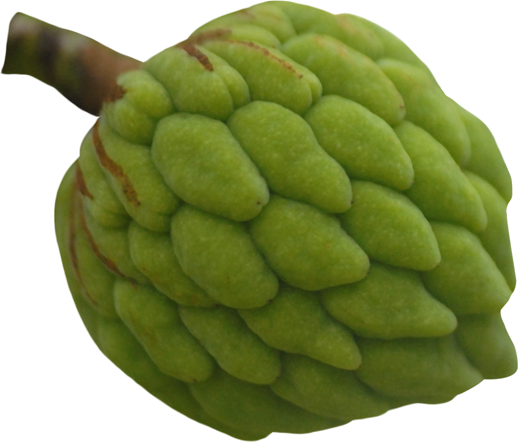 Green Custard Apple Fruit PNG Image