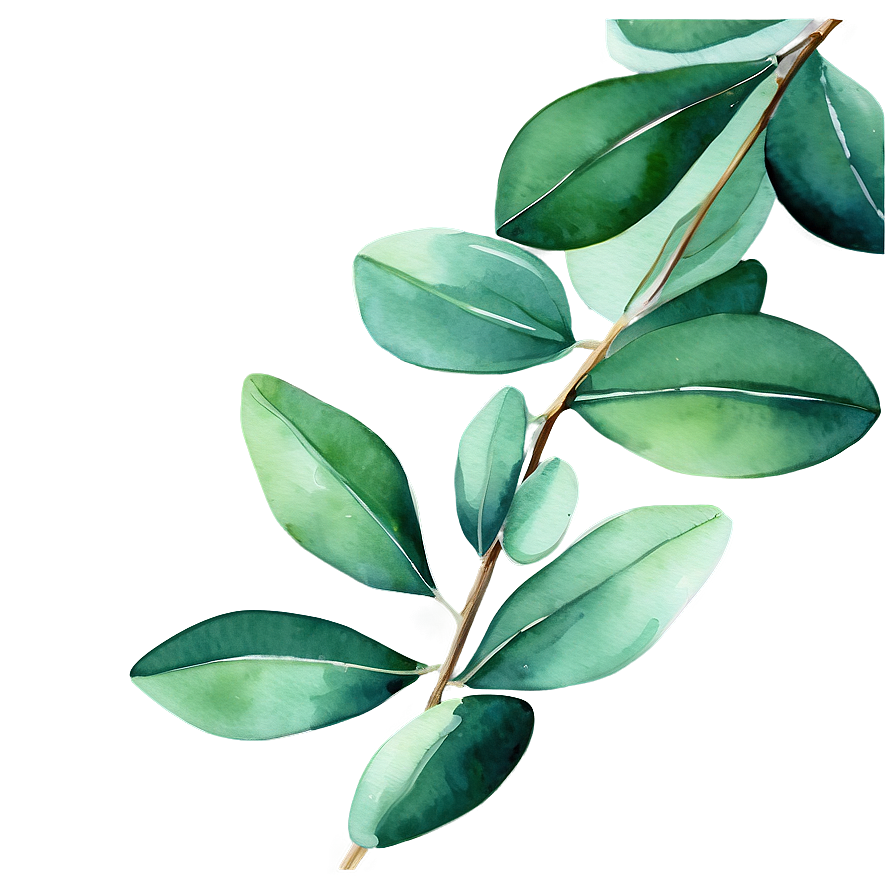 Green Eucalyptus Watercolor Illustration Png 65 PNG Image