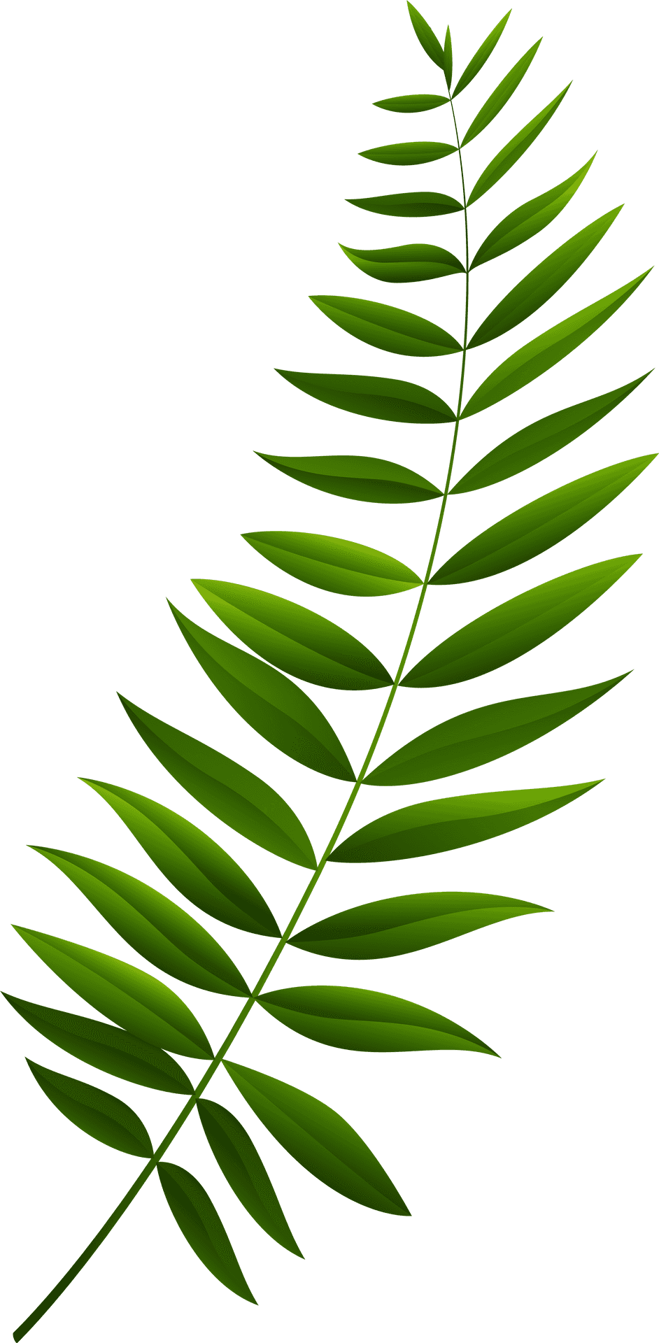 Green Fern Leaf Branch PNG Image