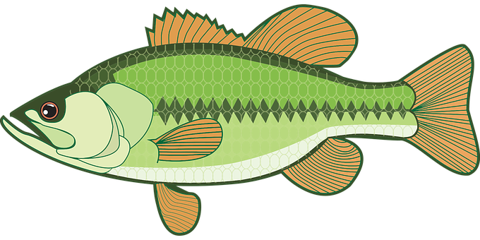 Green Fish Illustration PNG Image