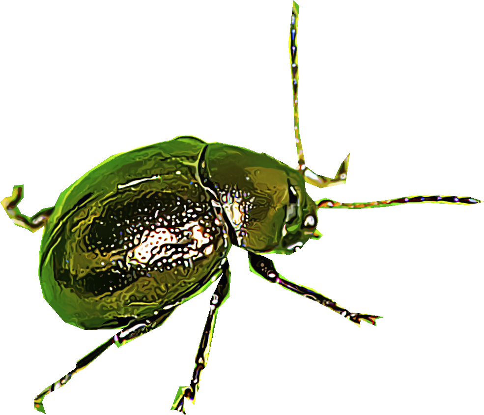 Green Flea Illustration PNG Image