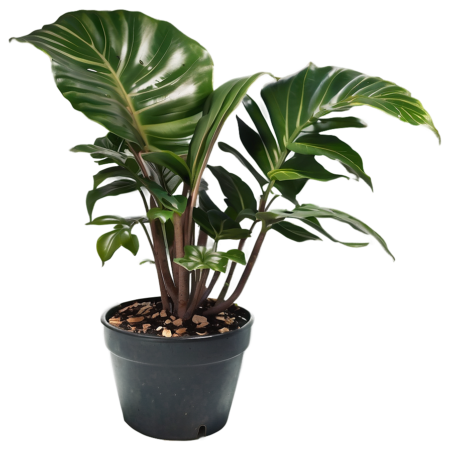 Green Floor Plant Png Yjh PNG Image