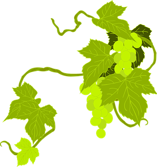 Green Grapevine Illustration PNG Image