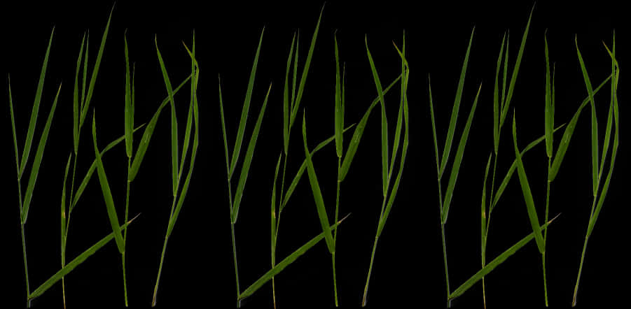 Green Grass Blades Black Background PNG Image