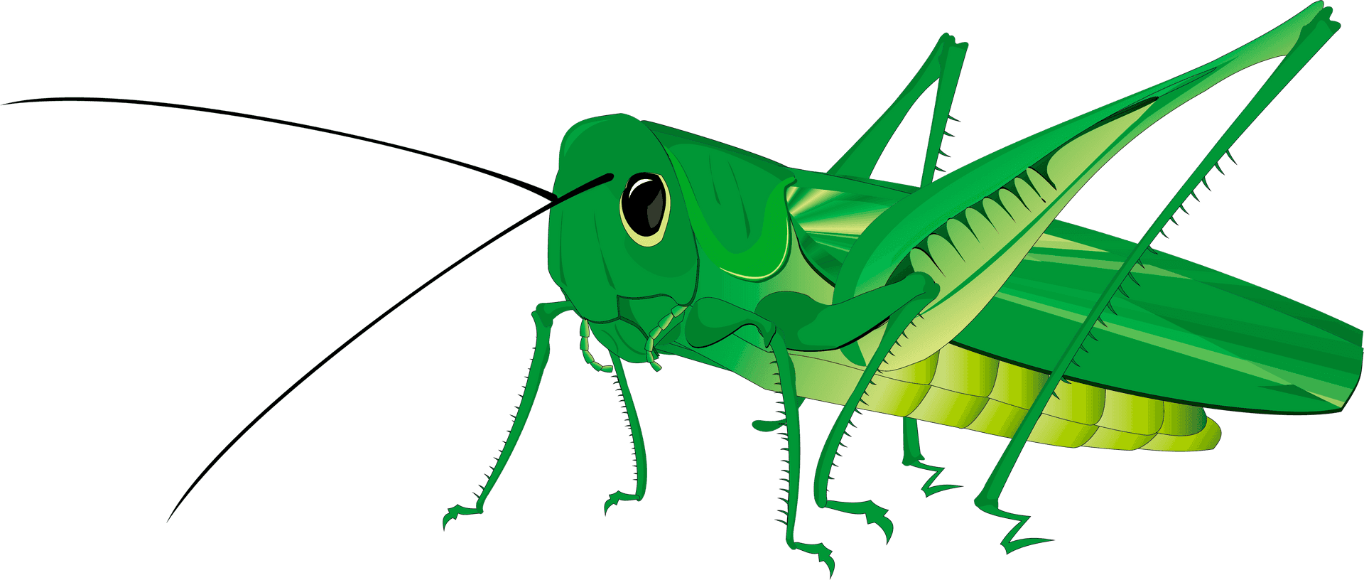 Green Grasshopper Illustration PNG Image