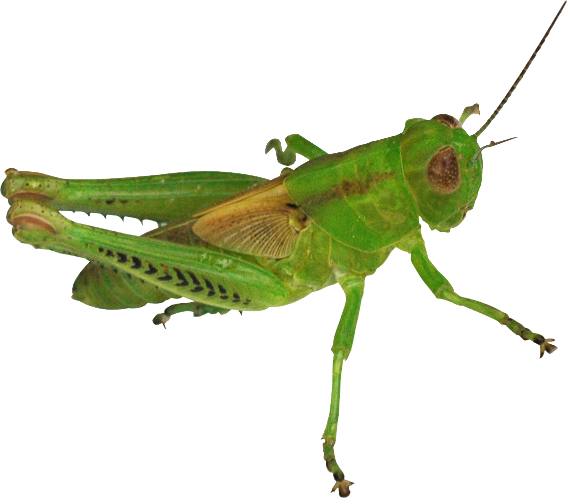 Green Grasshopper Isolated Background PNG Image