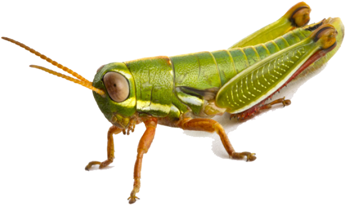 Green Grasshopper Isolated.png PNG Image