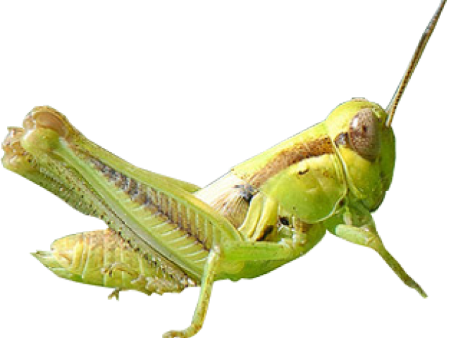 Green Grasshopper Side View PNG Image