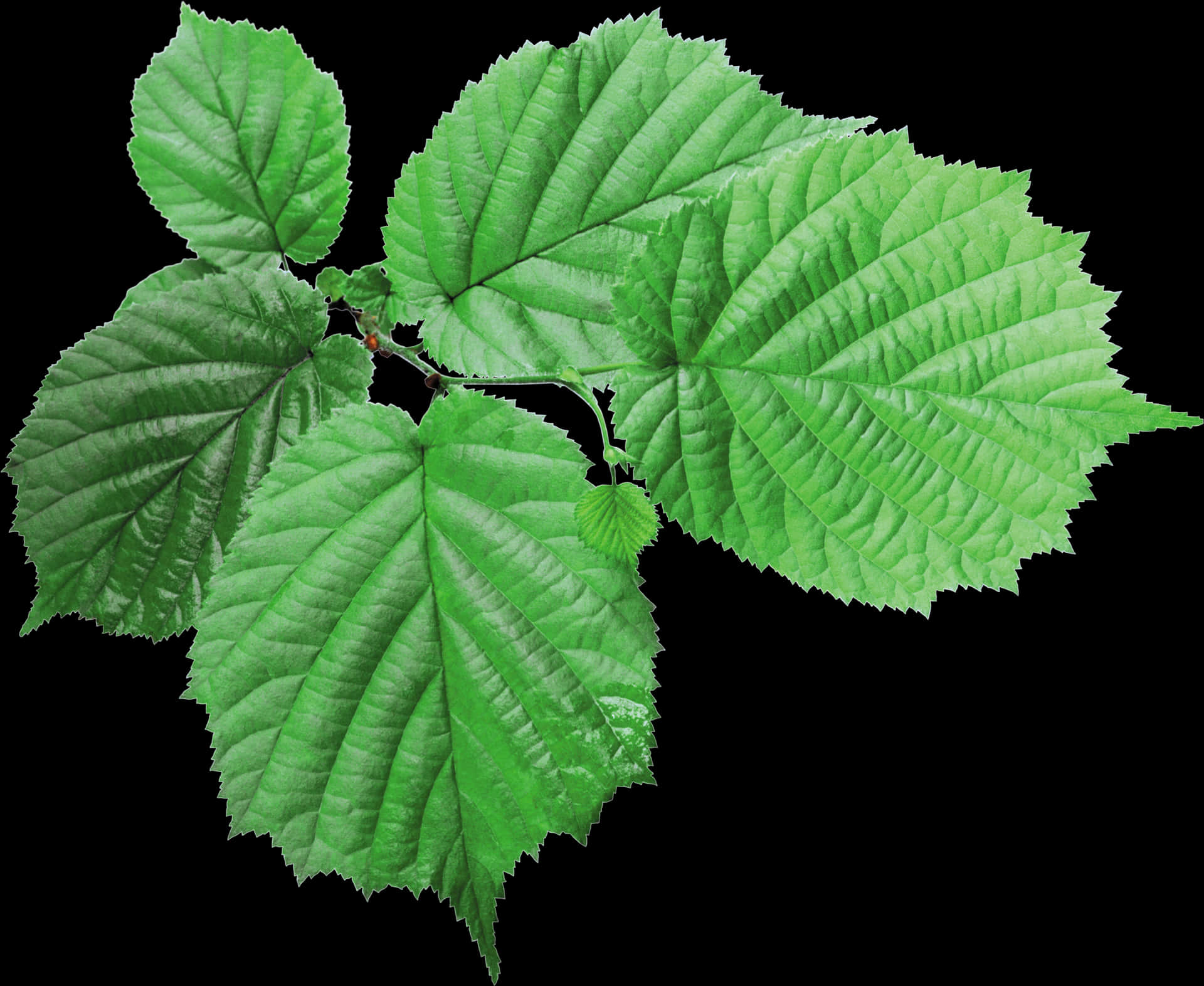 Green Hazel Leaves Transparent Background PNG Image