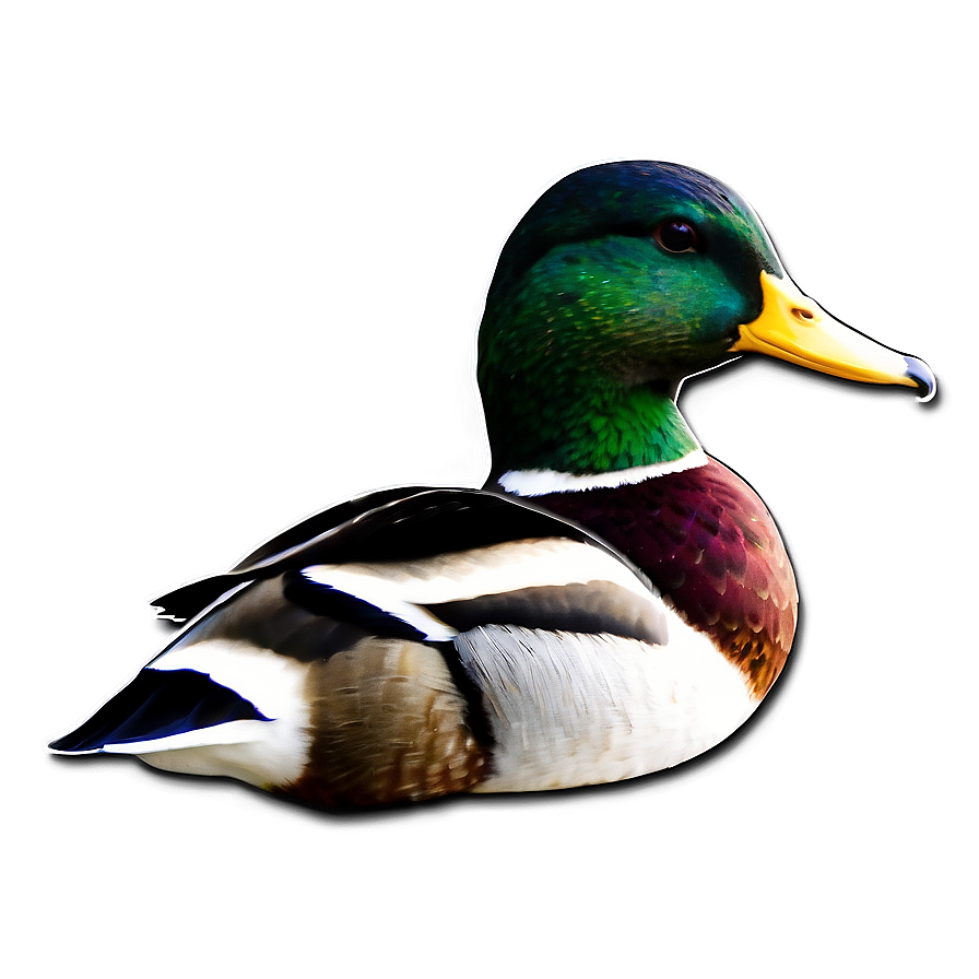 Green Head Mallard Duck Png 41 PNG Image