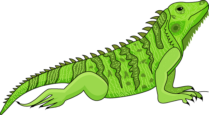 Green Iguana Illustration PNG Image