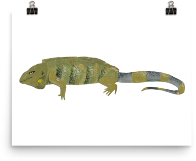 Green Iguana Illustration PNG Image