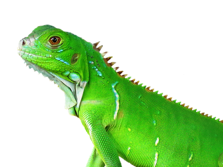 Green Iguana Portrait PNG Image