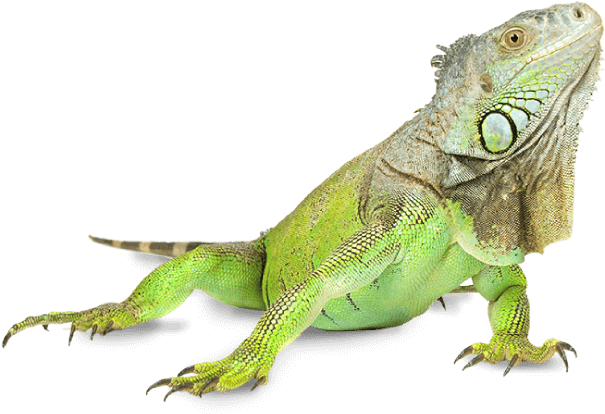 Green Iguana Profile Pose PNG Image