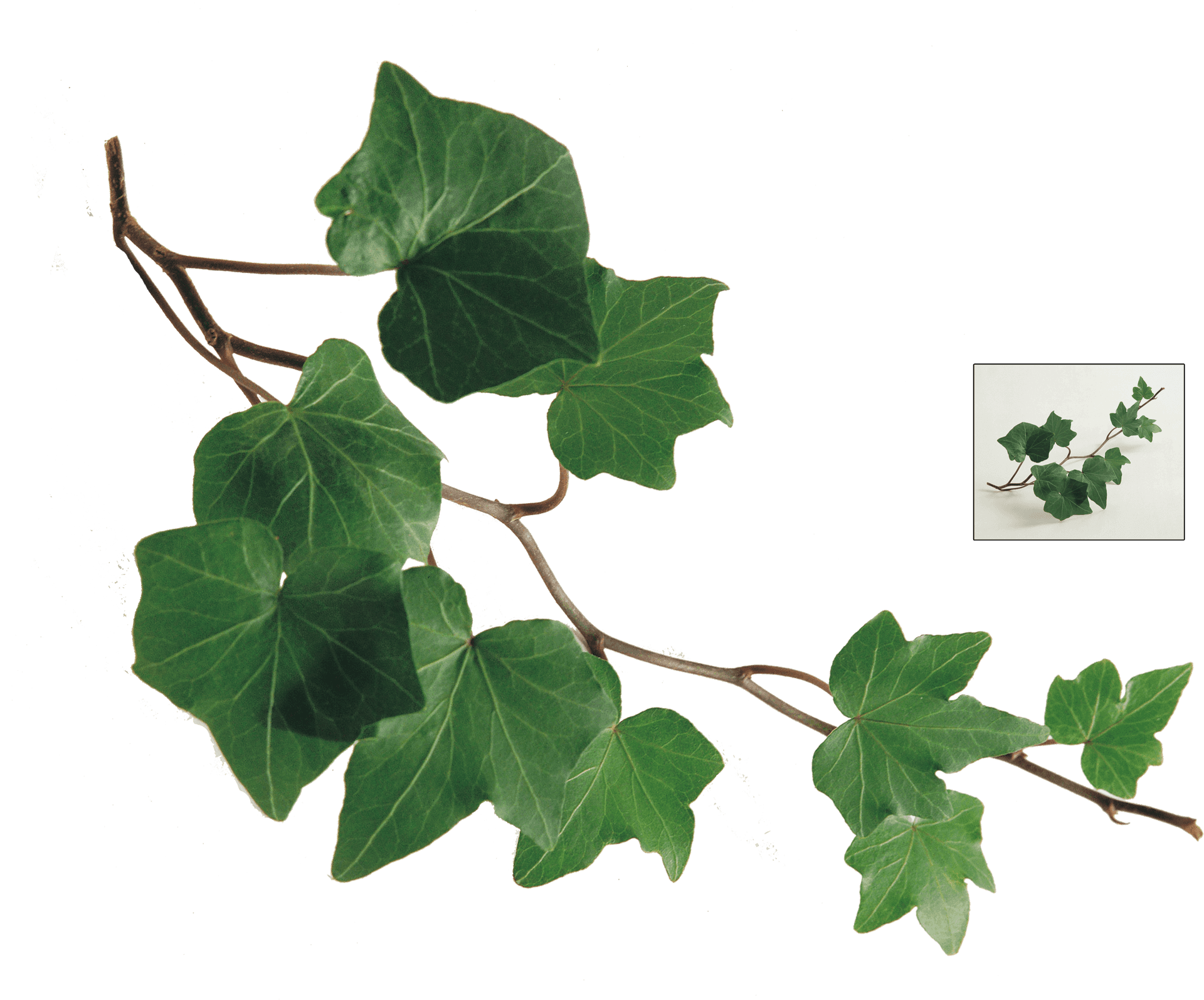 Green Ivy Leaves Transparent Background PNG Image