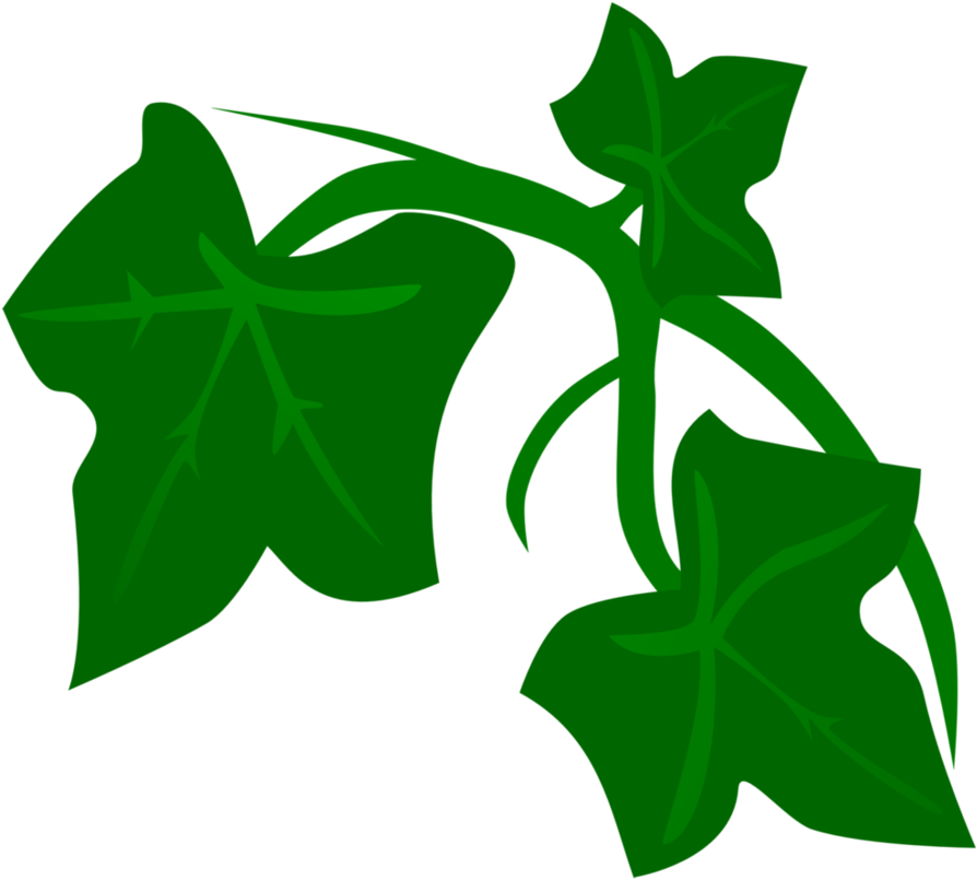 Green Ivy Vector Illustration PNG Image