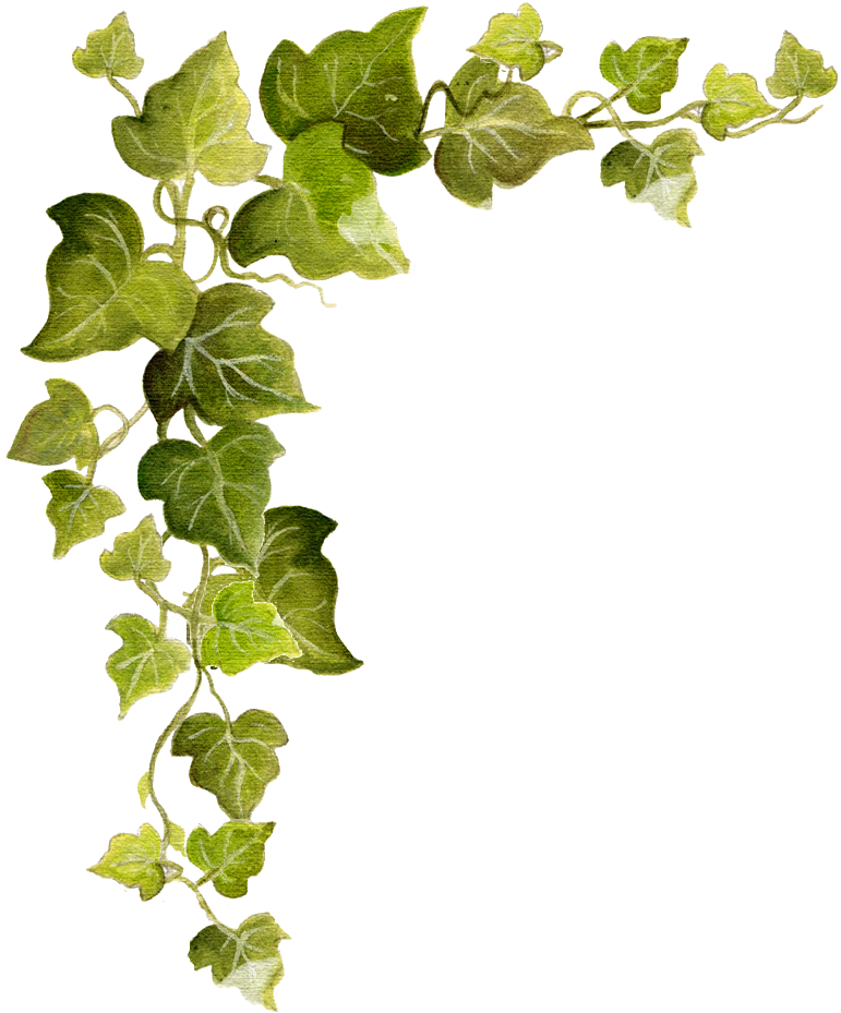 Green Ivy Vine Transparent Background PNG Image