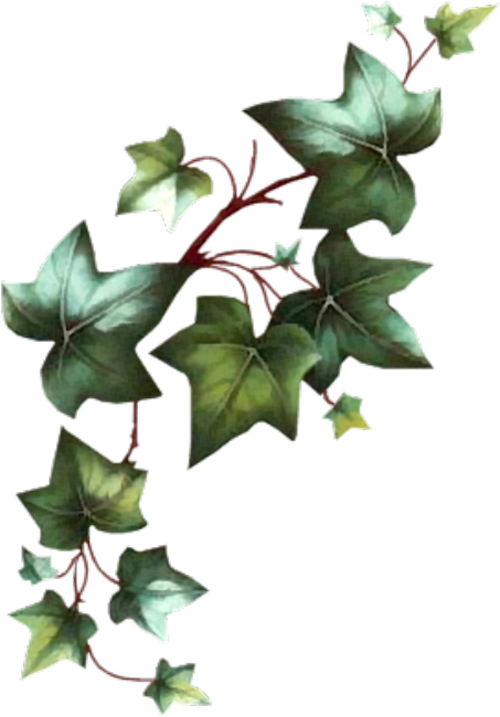 Green Ivy Vine Transparent Background PNG Image