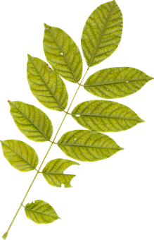 Green Leaf Branch Black Background PNG Image