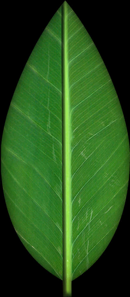 Green Leaf Clipart Single PNG Image