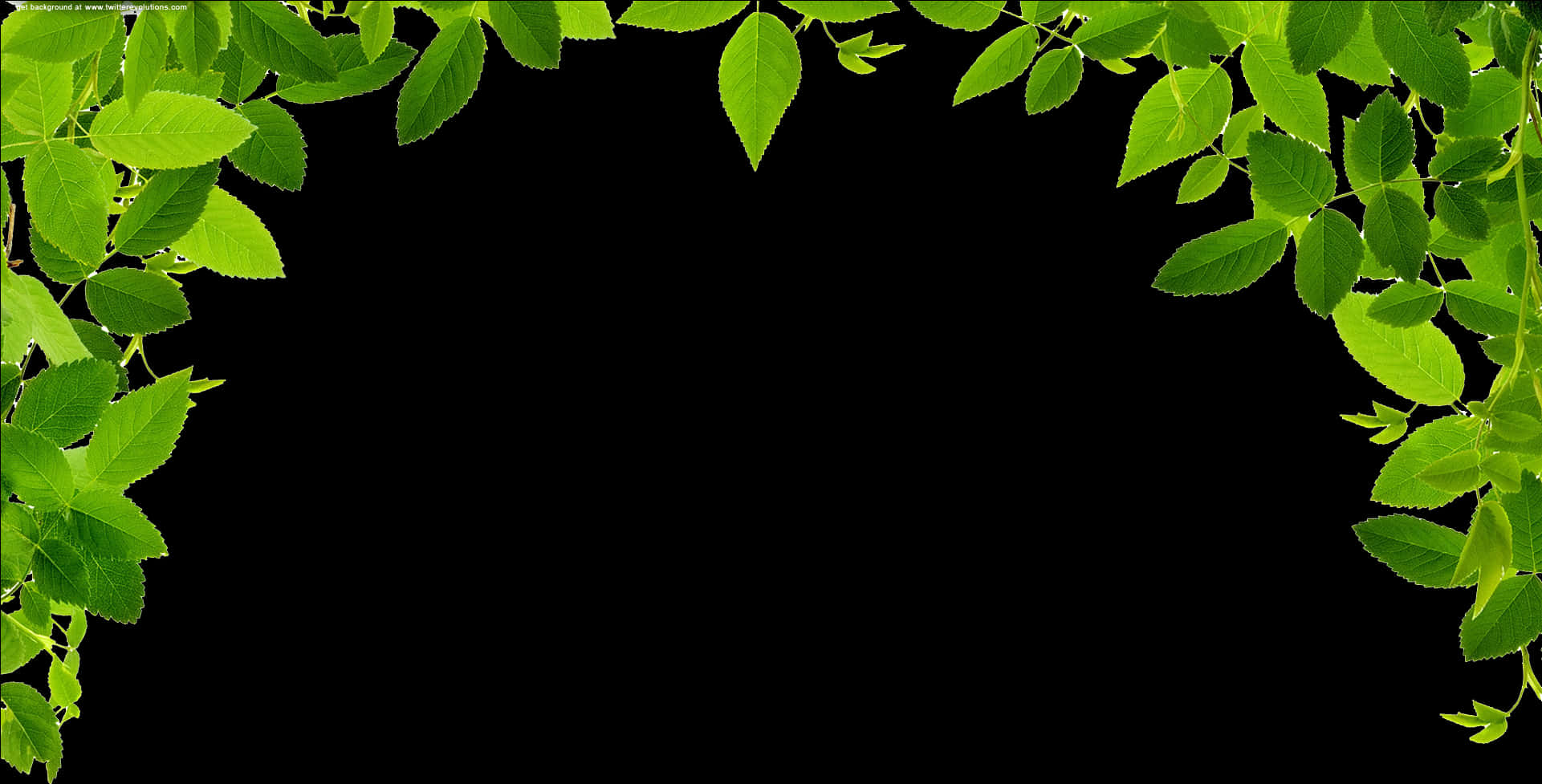 Green Leaf Frameon Black Background.jpg PNG Image