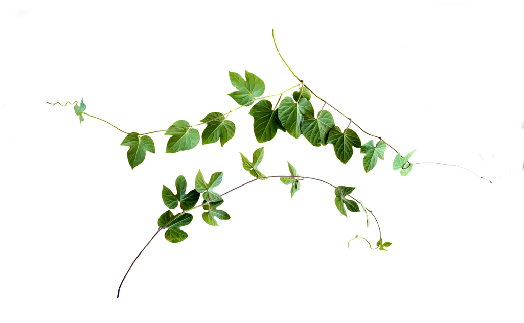 Green Leaf Garland Transparent Background PNG Image