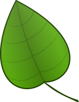 Green Leaf Graphic PNG Image