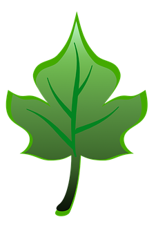 Green Leaf Graphic PNG Image