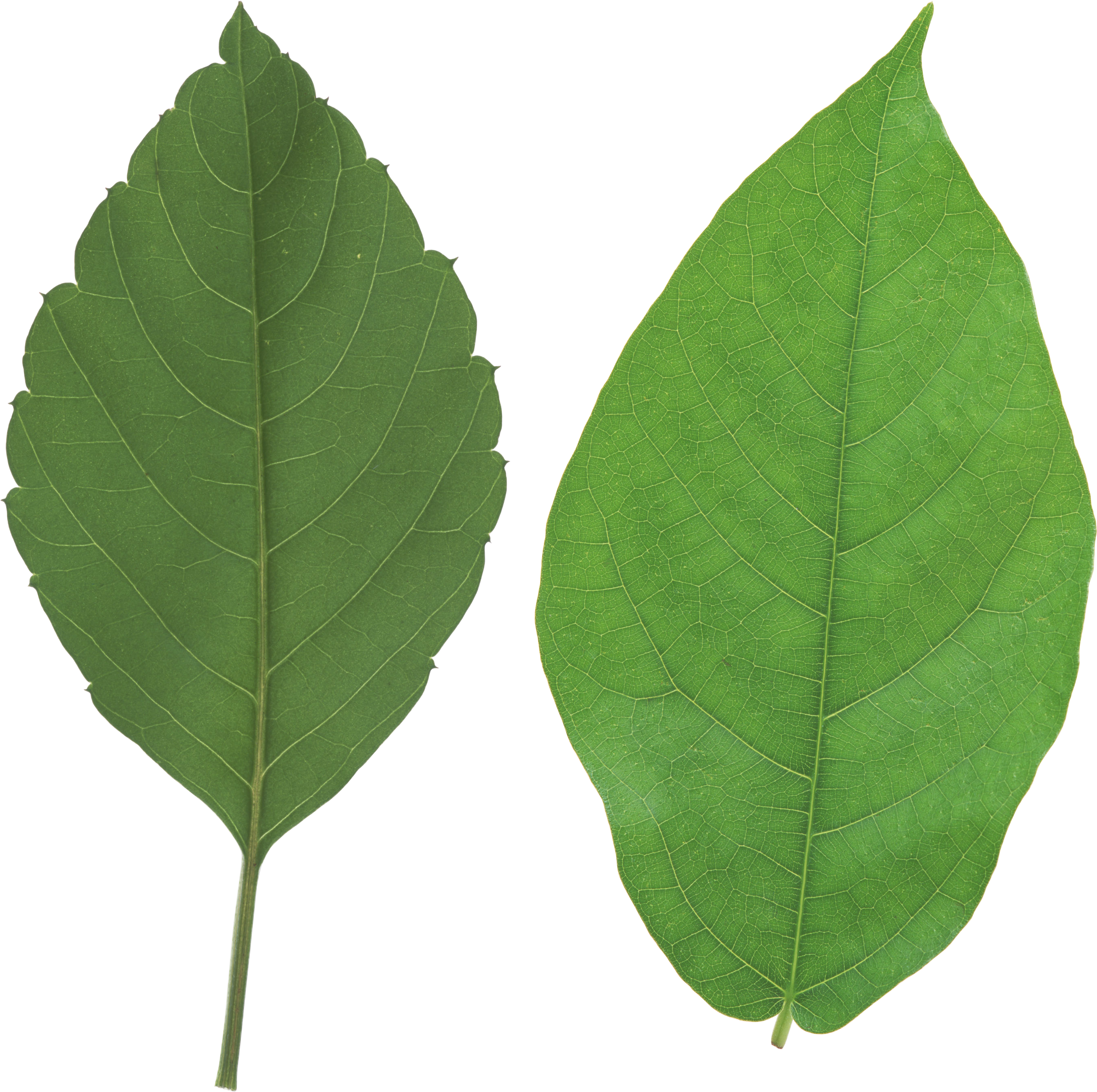 Green Leaf Pair Transparent Background PNG Image