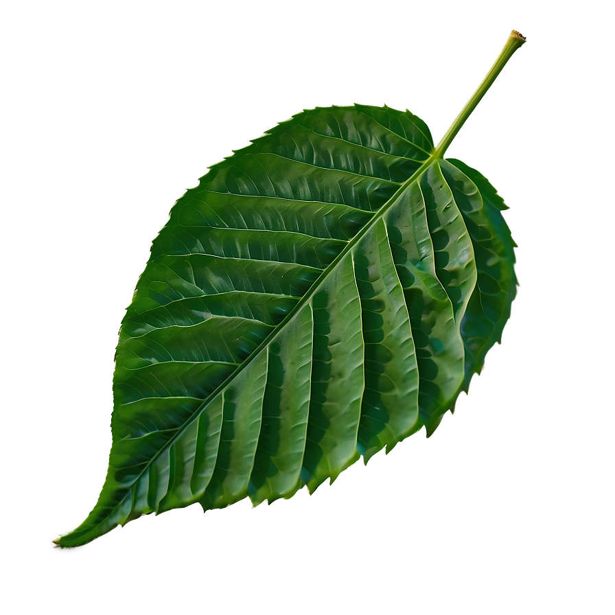 Green Leaf Png Tqh51 PNG Image