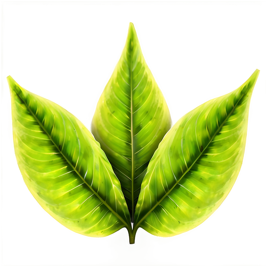 Green Leaf Texture Png 50 PNG Image