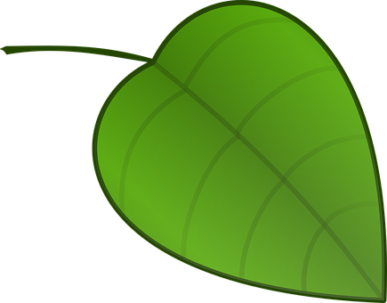 Green Leaf Vector Illustration PNG Image