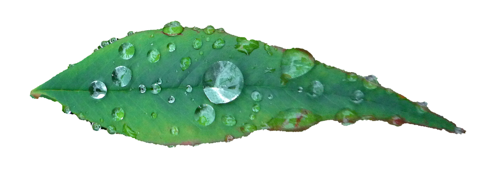 Green Leaf Water Droplets PNG Image