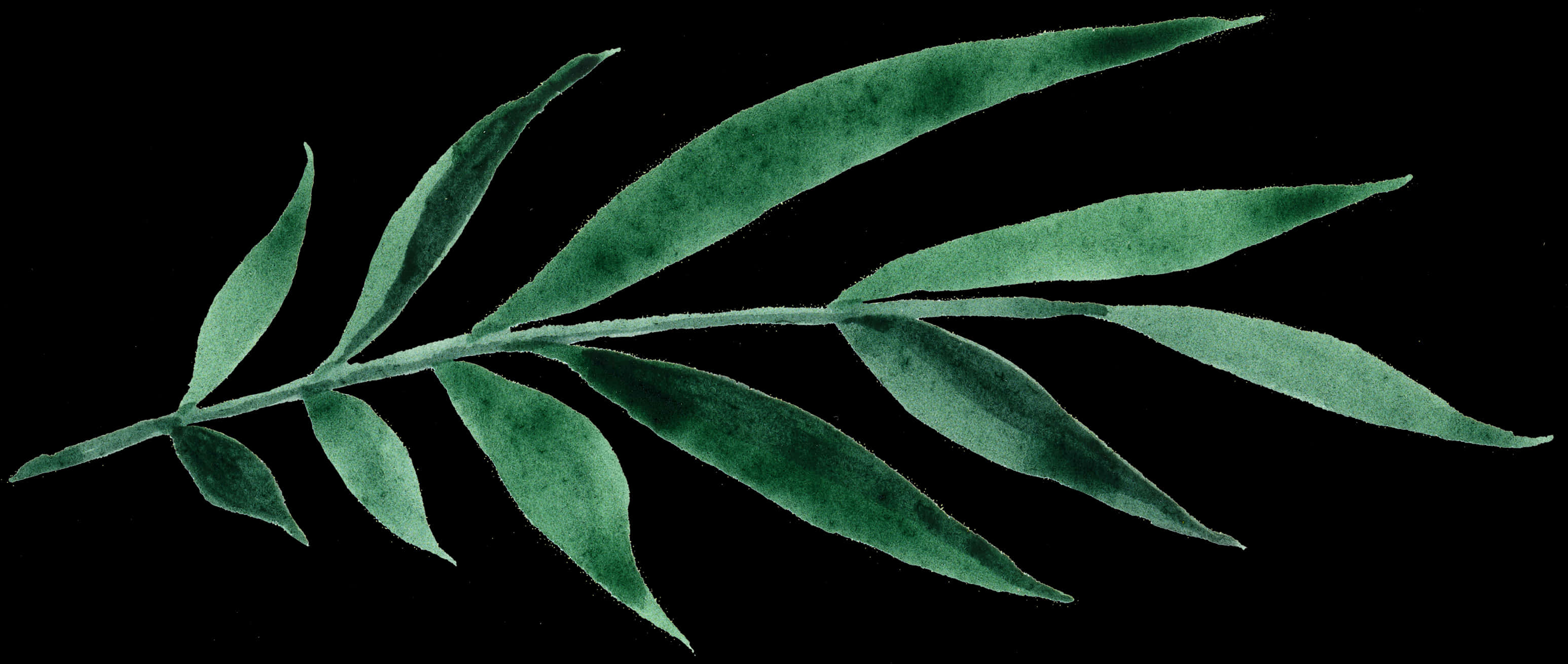 Green Leafon Black Background PNG Image